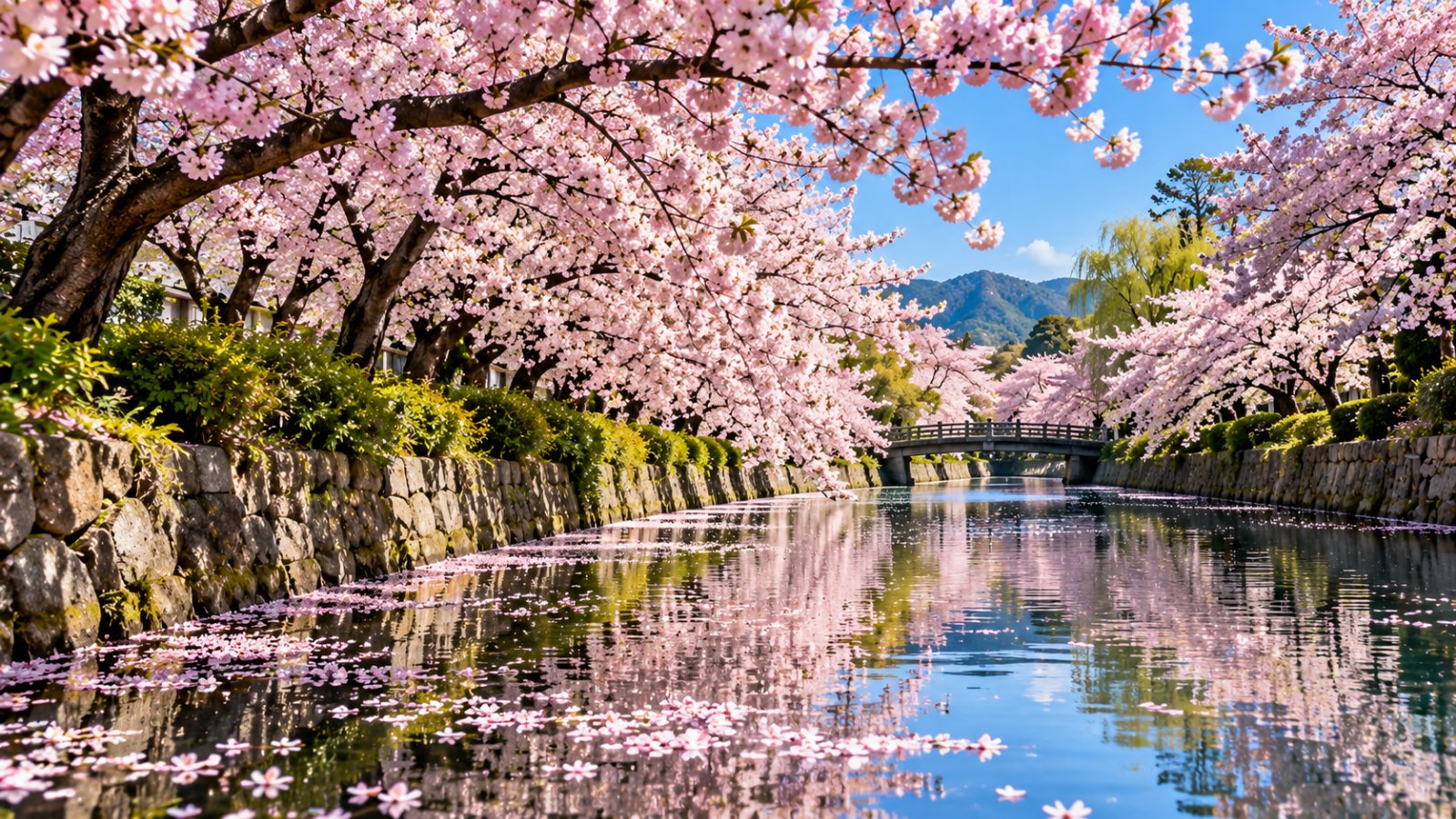 Un viale di ciliegi in piena fioritura lungo un canale in Giappone, con i petali rosa che cadono sull'acqua in una giornata di sole
