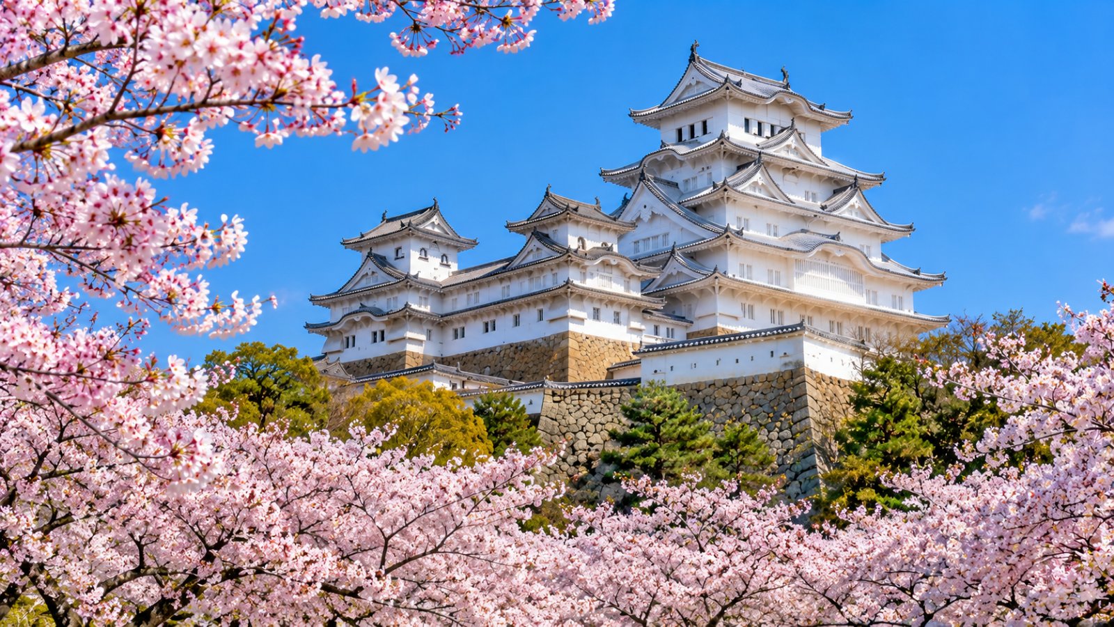 Il castello di Himeji, bianco con i tetti sovrapposti, tra i ciliegi in fiore sotto il cielo azzurro