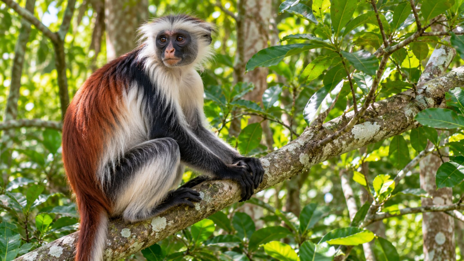 Una scimmia colobo seduta su un ramo nella foresta di Jozani, tra il fogliame verde