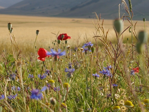 Castelluccio, momenti di pura contemplazione