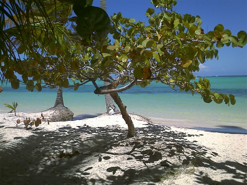 Cucina caraibica - Bavaro