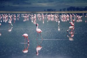 Il Paesaggio Surreale Delle Saline Di Margherita Di Savoia